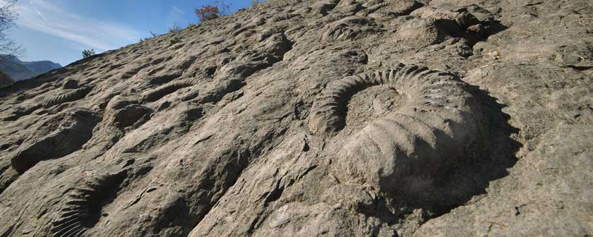 Fossile d'ammonite sur la dalle aux ammonites